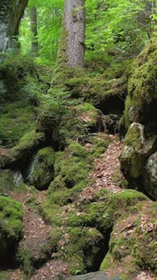 A Beautiful and Lush Forest Trail Featuring MossCovered Rocks and Towering Trees All Around