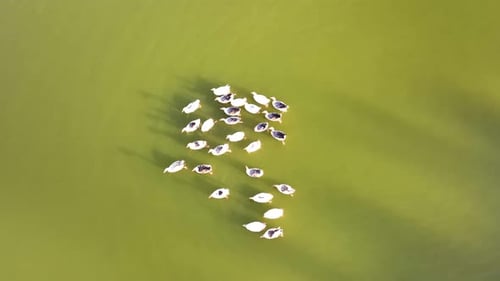 Ducks swim in the lake