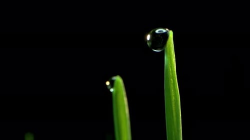 Green Grass Blades with Water Droplets