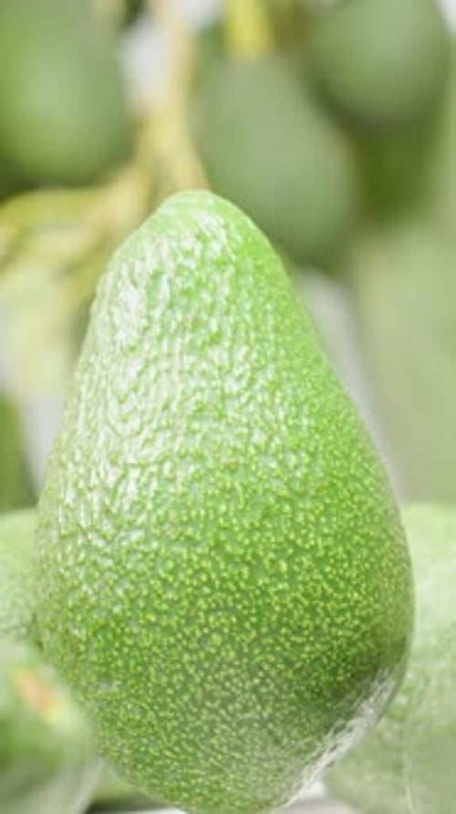 Vertical. An avocado rotates among scattered fruits and tree branches with fruits.