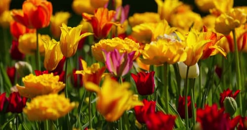 An Idyllic Garden Scene Showcasing Bright Yellow Tulips Illuminated By Warm Sunlight in StPetersburg