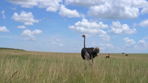 Ostriches running in slow motion on a grassy field against a cloudy blue sky in Kenya