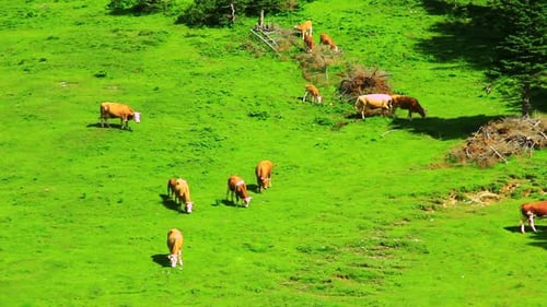 Herd of Livestock on the Pasture