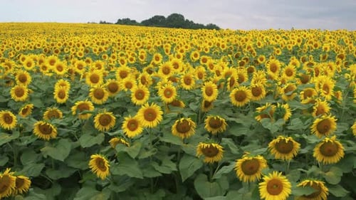 Spectacular View of Beautiful Golden Rural Field with Blooming Lovely Yellow Sunflowers Natural Farm