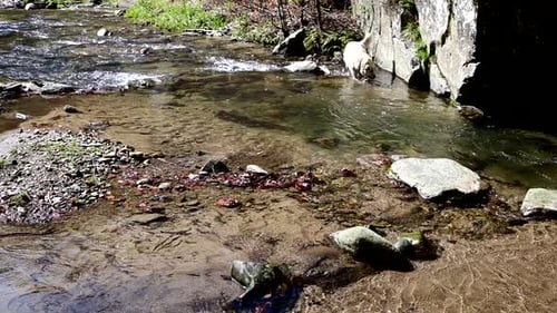 domestic dog exploring the creak in the wilderness
