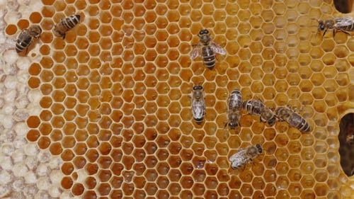 bee insects working on the honeycombs. Fresh thick honey shining in the cells.