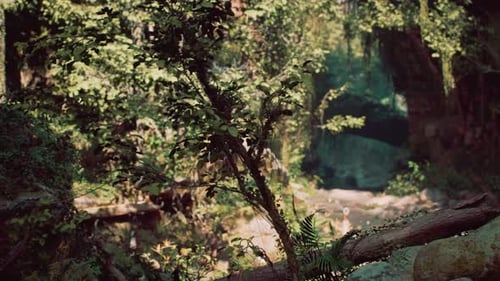 Rocky Forest Filled With Trees and Rocks Mountain Path