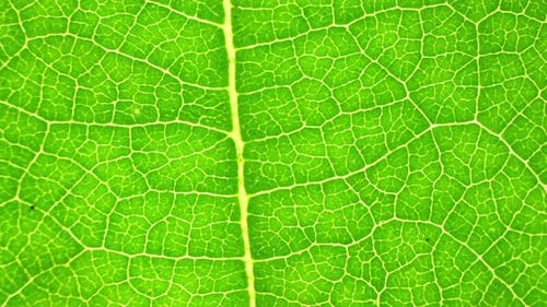 A close-up view of a green leaf.