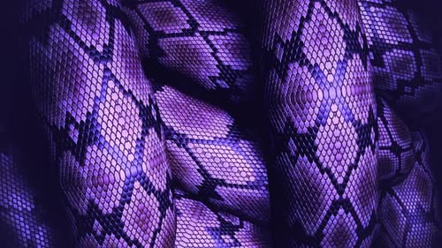 Gros plan sur le motif en peau de serpent violet