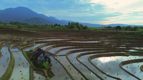Beautiful morning view in Indonesia, panoramic landscape of rice fields with mountain ranges