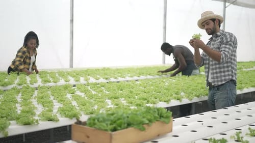 Un entrepreneur travaille dans une ferme maraîchère hydroponique.