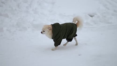 Dog in Winter Coat Walking in the Snow