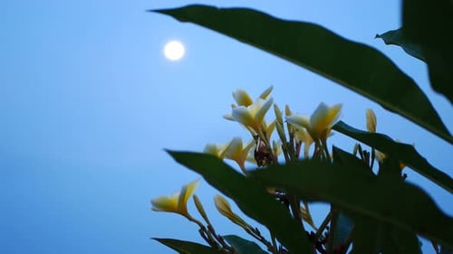 Moonlight over Tropical Flowers at Night