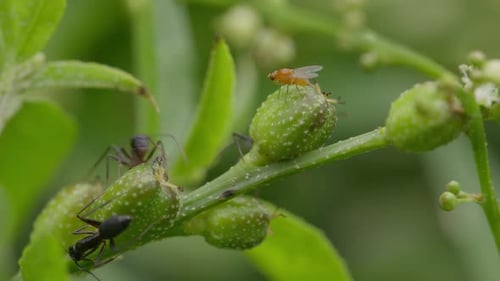Carpenter ants and a fly