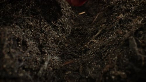 Four seeds being sown into soil