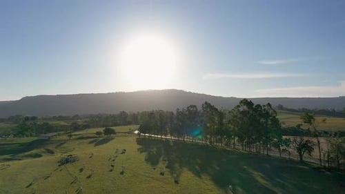 Aerial View of Green Pasture with Cows