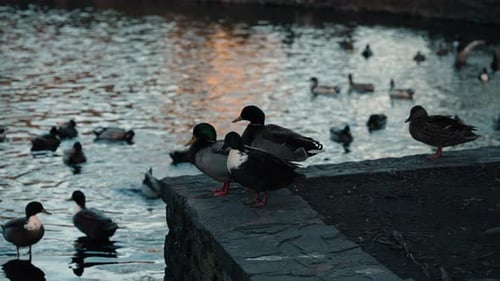 Ducks Swimming Peacefully in Urban Park Pond
