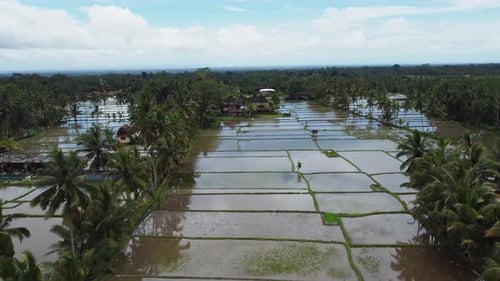 Aerial Landscape of the Rice Fields and Rice Terrace on the Island Bali in Indonesia Drone Flight