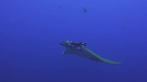 Une raie faucille nageant dans l'océan bleu des Açores.