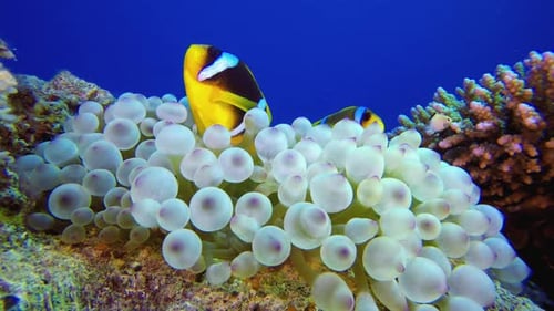 Coral Reef Anemone Clown Fish