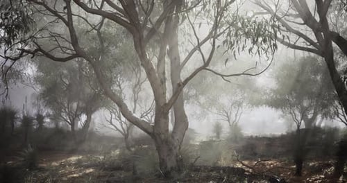 Foggy Morning in a Serene Eucalyptus Forest Reveals Natures Beauty and Calm