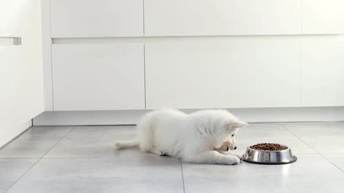 Adorable White Puppy Eats Food in Bright Kitchen