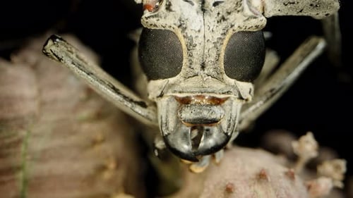 Longhorn Beetle Climbing On Succulent, Close-Up Showing Its Distinctive Eyes And Mandibles.