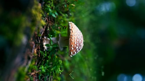 close-up of a delicate mushroom nestled in lush greenery. The focus on the mushroom. 8k shot