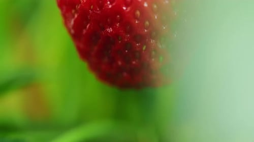Ripe Red Strawberry Hanging on a Green Stem
