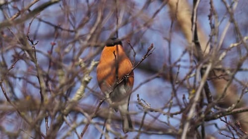 Eurasian bullfinch (Pyrrhula pyrrhula) perched on shrub twigs eating spring bud - close-up slow moti