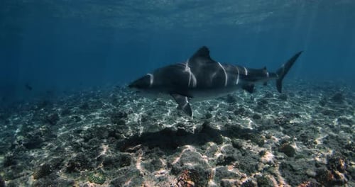 Shark Swims in Clear Blue Ocean on Shallow Water Diving with Tiger Sharks