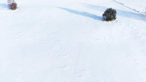 Aerial View of Snowy Field with Lone Tree in Winter