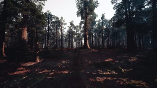 Silent Journey Through Misty Woods Solitary Adventurer in Fogbound Forest