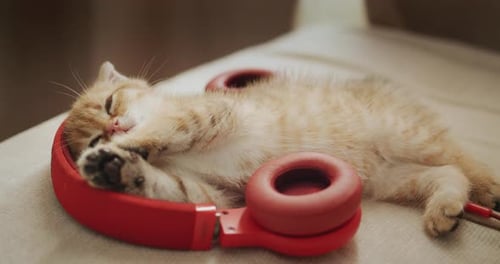 Cute Ginger Kitten Resting Lying in Headphones Pet Music Lover