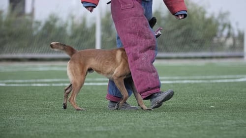 Dog Bites a Trainer with Protective Gear