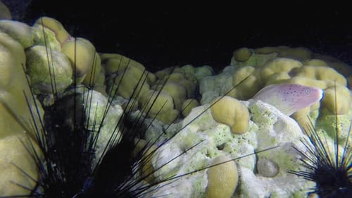 Eels amongst Vibrant Coral and Sea Urchins