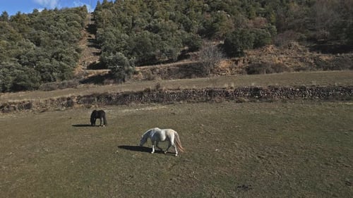 Drone Close up shot above horses grazing black and white animals at countryside agricultural field i