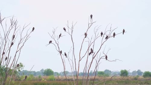 Birds Perched on Bare Trees in Rural Nature