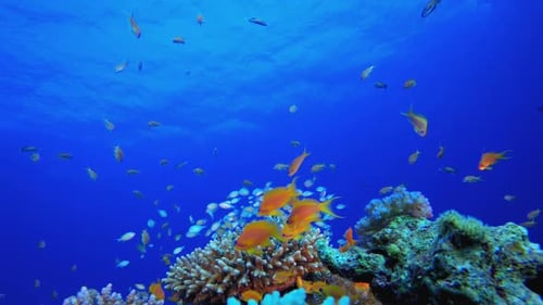 Coral Reef Thriving with Colorful Fish Underwater