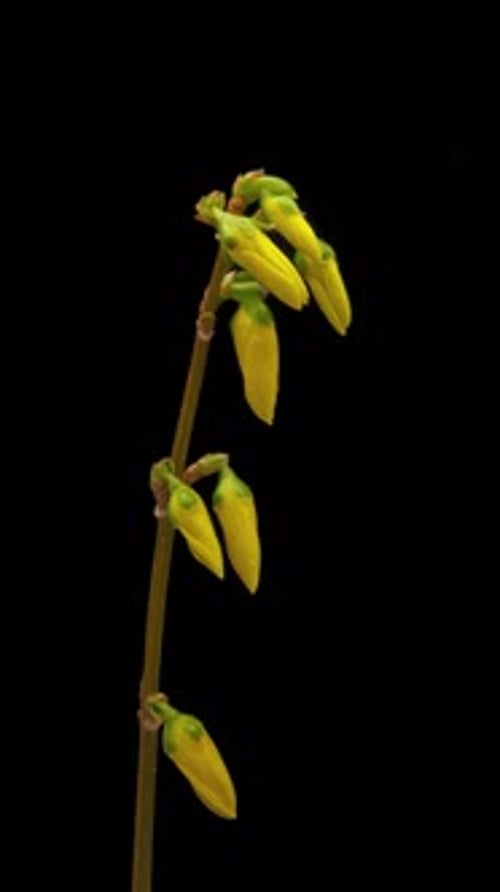 Forsythia Plant Blossoms in Time Lapse on Black