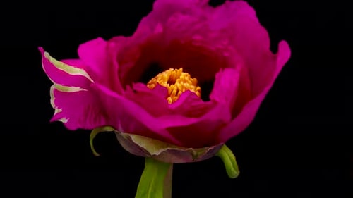 Blooming Pink Peony Flower Time-Lapse on Black