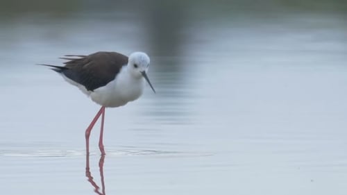 Black einged stilt in pool