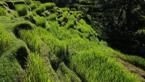Rice Terrace 96