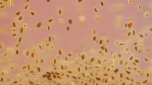 Floating Chia Seeds in Water in Close Up