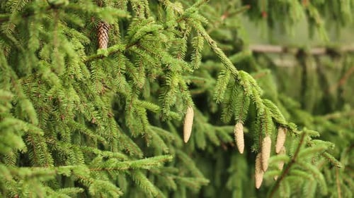 Swaying Conifer Tree Foliage With Cones. Close Up