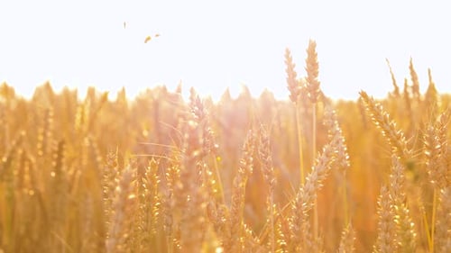 Nature, Summer, Harvest and Agriculture Concept - Cereal Field with Ripe Wheat