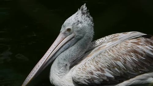White Pelican bird calmly sitting and floating in water in dark