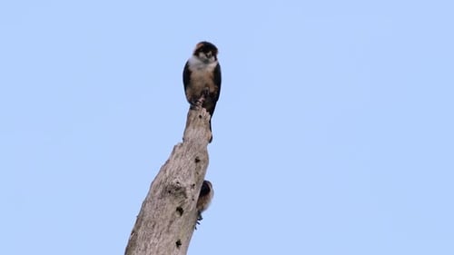 Two Birds Perched on a Dead Tree