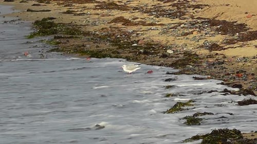 seagull stands on a rocky beach with seaweed, being splashed by waves on a sunny summer day.