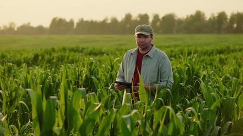 Agribusiness And Farming Concept Agronomist Walking In Field Of Maize Making Notes In Tablet